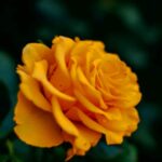دانلود آهنگ رز زرد